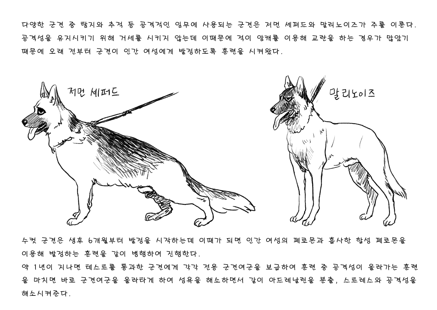korean bestiality 