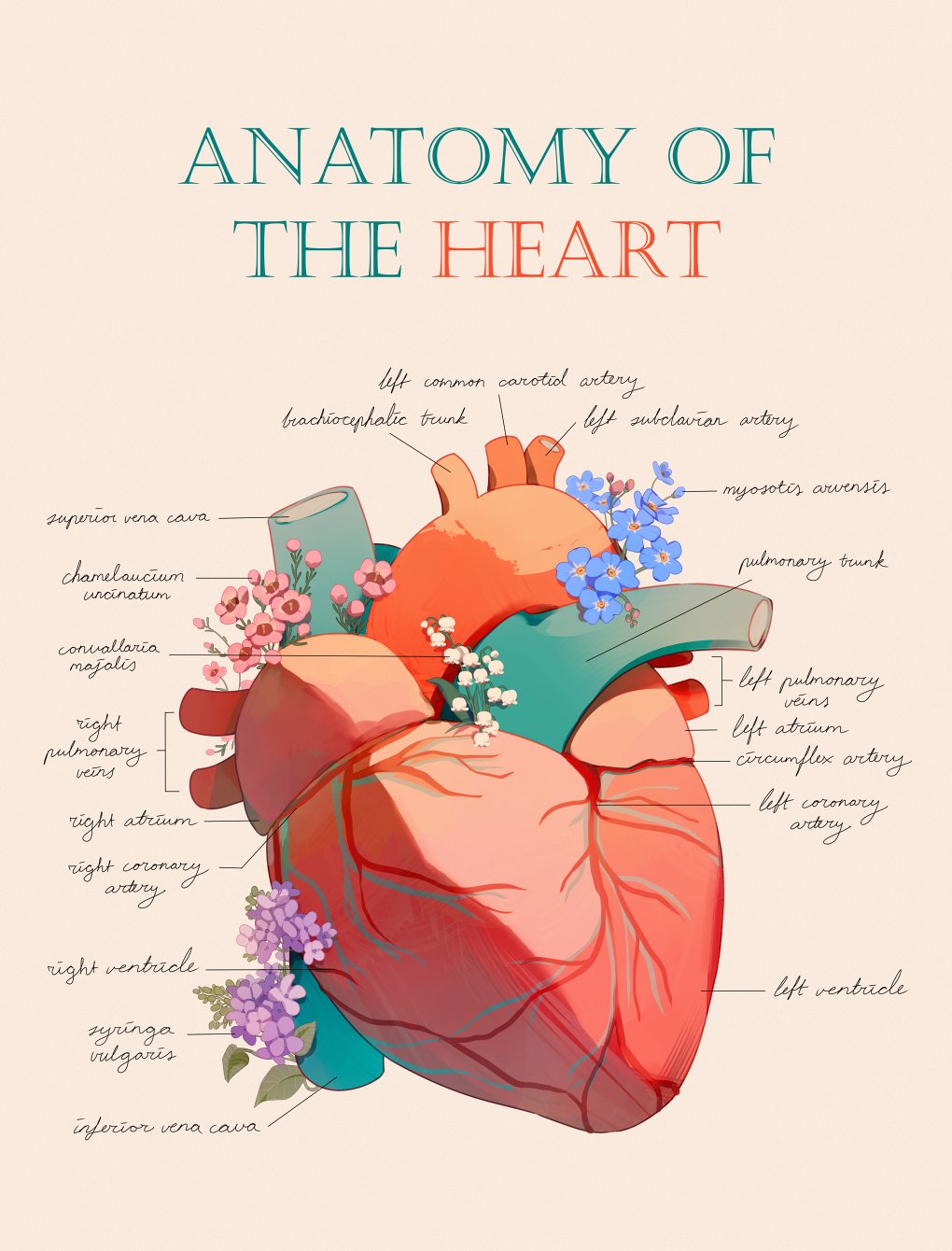 anatomy beige_background blue_flower english_text flower forget-me-not_(flower) heart_(organ) highres jauni_(tofublock) lilac lily_of_the_valley no_humans original pink_flower plant purple_flower simple_background veins waxflower