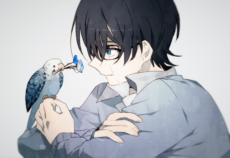 1boy bird bird_on_hand black-framed_eyewear black_hair blue_eyes blue_flower blue_theme budgerigar_(bird) closed_mouth collared_shirt crossed_arms crying crying_with_eyes_open fingernails flower flower_in_mouth glasses grey_background grey_sweater grey_theme hair_over_one_eye holding holding_flower long_sleeves looking_at_animal male_focus newo_(shinra-p) original pale_skin parakeet profile shirt simple_background sweater tears upper_body