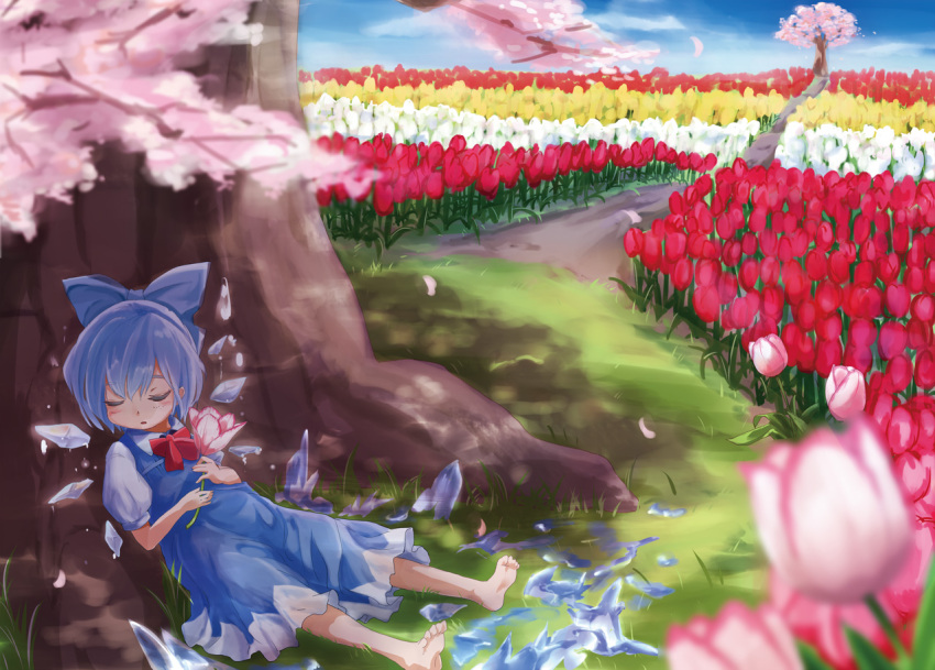 1girl against_tree barefoot blue_bow blue_dress blue_hair bow cherry_blossoms cirno closed_eyes commentary_request day detached_wings dress duplicate field flower flower_field grass hair_bow ice ice_wings outdoors petals pink_flower pink_tulip red_flower red_tulip short_hair solo touhou tree tulip white_flower white_tulip wings yamu_(yamuyama_web) yellow_flower yellow_tulip