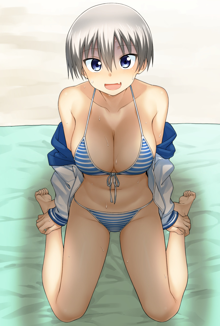 1girl :d bare_shoulders barefoot beach beach_towel bikini blue_bikini blue_eyes blush breasts cleavage collarbone commentary_request fang front-tie_bikini_top front-tie_top hair_between_eyes hatakenaka_(kamagabuchi) highres jacket large_breasts looking_at_viewer looking_up multicolored_bikini navel nervous nervous_sweating off_shoulder open_mouth sand shaded_face shadow short_hair silver_hair sitting skin_fang smile solo string_bikini striped_bikini striped_clothes sweat swimsuit towel two-tone_bikini upturned_eyes uzaki-chan_wa_asobitai! uzaki_hana wariza white_bikini