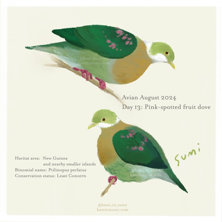 animal animal_focus artist_name bird border branch dove english_text highres kami_to_sumi no_humans original pink-spotted_fruit_dove twitter_username watermark web_address white_border yellow_background