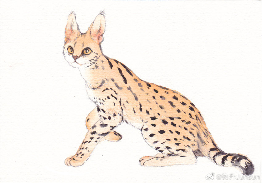 animal_focus animal_request cat colored_sclera full_body junsun looking_at_viewer no_humans original serval traditional_media watermark weibo_watermark white_background yellow_sclera