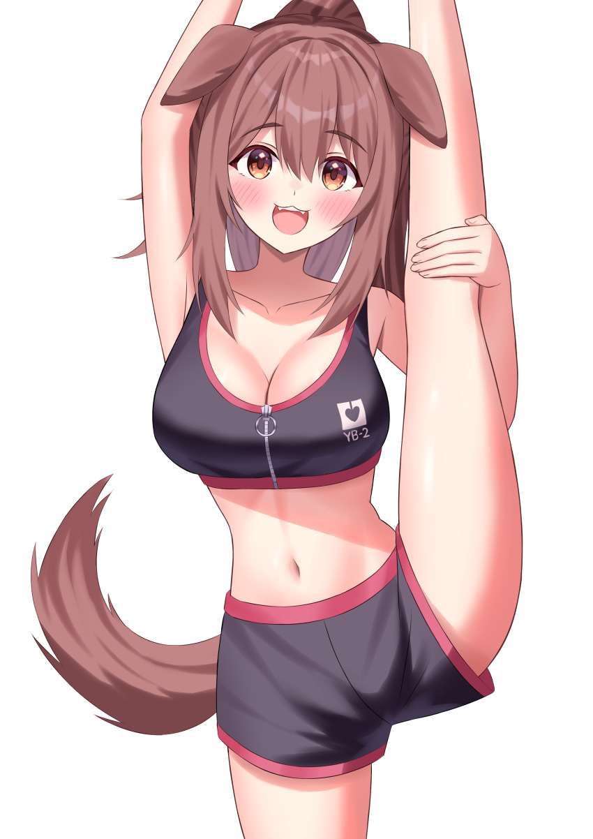 1girl :3 :d absurdres animal_ears arm_up black_shorts black_sports_bra blush breasts brown_eyes brown_hair cleavage commentary_request cowboy_shot dog_ears dog_girl dog_tail double-parted_bangs fangs hair_between_eyes high_ponytail highres holding_own_leg hololive inugami_korone inugami_korone_(8th_costume) kumoru_(kumoru_145) large_breasts looking_at_viewer medium_hair messy_hair navel official_alternate_costume official_alternate_hairstyle open_mouth short_shorts shorts simple_background smile solo split sports_bra standing standing_on_one_leg standing_split stomach straight-on tail teeth upper_teeth_only virtual_youtuber white_background zipper