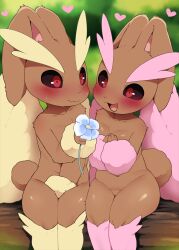  1boy 1girl :d black_sclera blue_flower blurry blurry_background body_fur breasts brown_fur closed_mouth colored_sclera creatures_(company) dagashi_(daga2626) flower furry furry_female furry_male game_freak gen_4_pokemon heart highres holding holding_flower lopunny nintendo open_mouth pokemon red_eyes sitting small_breasts smile 