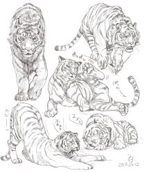  2017 7sun animal animal_focus animalization cat closed_eyes commentary dated fangs full_body greyscale looking_at_viewer lying monochrome on_ground on_side one_piece roronoa_zoro scar scar_across_eye scar_on_face scratching_head signature simple_background sketch solo spoken_zzz stretching tiger top-down_bottom-up translated v-shaped_eyebrows whiskers white_background yawning zzz 
