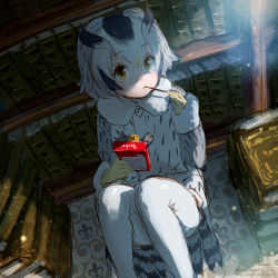  1girl bird_tail black_hair blonde_hair book book_stack bookshelf coat commentary_request eating food food_in_mouth from_above fur_collar grey_coat grey_hair hair_between_eyes highres indoors kemono_friends knees_up long_sleeves looking_at_viewer looking_up medium_hair multicolored_hair northern_white-faced_owl_(kemono_friends) owl_ears pantyhose pocky sitting sketch solo tail takami_masahiro white_hair yellow_eyes  rating:Sensitive score:4 user:danbooru
