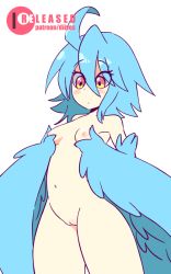  1girl :o ahoge animated animated_gif blush bouncing_breasts breasts cleft_of_venus cowboy_shot diives eyes_visible_through_hair feathers hair_between_eyes harpy heart loli looking_down monster_girl monster_musume_no_iru_nichijou navel nipples nude papi_(monster_musume) parted_lips patreon_logo patreon_username pussy short_hair simple_background small_breasts solo standing text_focus uncensored white_background wings yellow_eyes  rating:Explicit score:418 user:AngryZapdos