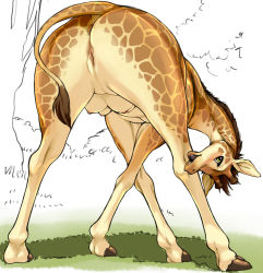  animal animal_focus ass copyright_request full_body furry giraffe hooves kikurage_(crayon_arts) legs looking_back nature no_humans outdoors pussy realistic solo standing tail tree udder  rating:Explicit score:141 user:safaricon