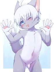 1boy ahoge animal_ears blue_eyes blush body_fur flaccid furry furry_male highres hithop looking_at_viewer male_focus navel nude one_eye_closed original pawpads penis short_hair shota solo tail testicles tongue tongue_out white_hair wolf_ears wolf_tail rating:Explicit score:67 user:Dweenie