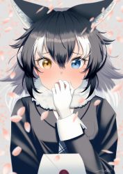  1girl animal_ears arfox10 black_hair blue_eyes breast_pocket covering_own_mouth eyes_visible_through_hair fur_collar furrowed_brow gloves grey_wolf_(kemono_friends) hair_between_eyes hand_over_own_mouth hand_up heterochromia highres jacket kemono_friends letter long_hair long_sleeves looking_at_viewer multicolored_hair necktie open_mouth parted_bangs petals plaid_necktie pocket pov signature solo upper_body white_hair wolf_ears yellow_eyes  rating:General score:10 user:danbooru