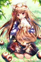  1girl absurdres animal_ear_fluff animal_ears apple barefoot black_skirt blue_shirt blunt_bangs blurry blush brown_hair commentary_request covered_mouth dappled_sunlight day depth_of_field eyelashes floating_hair food fruit full_body hands_up highres holding_own_tail holo hugging_own_tail hugging_tail izumikuu kneeling long_hair long_sleeves looking_at_viewer on_grass outdoors red_apple red_eyes shirt skirt solo spice_and_wolf straight_hair sunlight tail tsurime twitter_username very_long_hair wolf_ears wolf_girl wolf_tail 
