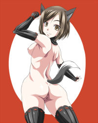  atagawa back brown_eyes brown_hair character_request kemonomimi_mode looking_at_viewer nipples pussy simple_background strike_witches tagme tail thighhighs world_witches_series 