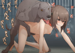  1girl all_fours arm_support barefoot belt_collar bestiality brown_eyes brown_hair clenched_teeth collar commentary_request commission completely_nude dog doggystyle flat_chest hair_between_eyes kantai_collection nipples nude paid_reward_available parted_lips red_collar sex sex_from_behind short_hair skeb_commission sound_effects taihou_(kancolle) teeth tsurugi_(the_horizon)  rating:Explicit score:169 user:danbooru