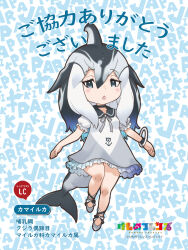 1girl ballet_slippers black_choker black_hair blowhole blue_eyes blue_hair blush bow bowtie bracelet cetacean_tail choker dolphin_girl dorsal_fin dress fins fish_tail footwear_ribbon frilled_dress frilled_sleeves frills head_fins highres jewelry kemono_friends long_hair looking_at_viewer multicolored_hair official_art pacific_white-sided_dolphin_(kemono_friends) puffy_short_sleeves puffy_sleeves sailor_collar sailor_dress short_sleeves solo tail translation_request two-tone_footwear white_bow white_bowtie white_dress white_footwear white_hair wristband yoshizaki_mine