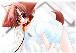 1girl all_fours animal_ears bdsm brown_hair collar dog_ears dog_tail hinata_(pure_pure) leash open_mouth pure_pure red_eyes sakurazawa_izumi solo tail rating:Questionable score:3 user:danbooru