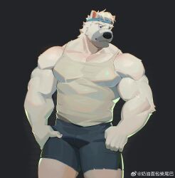  1boy absurdres bandaid bandaid_on_face bandaid_on_nose bara bear_boy ben_(rollingstonex6) borrowed_character cowboy_shot furry furry_male highres large_pectorals looking_to_the_side male_focus mature_male mr_samoye muscular muscular_male original pectoral_cleavage pectorals short_hair short_shorts shorts solo standing tank_top thick_eyebrows tusks white_hair white_tank_top 