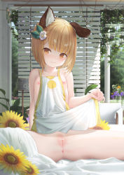  1girl absurdres animal_ears anus bar_censor bare_legs blonde_hair blush breasts brown_eyes censored cg_(2686805355) cleft_of_venus clothes_lift dog_ears dress dress_lift eyebrows flower granblue_fantasy hair_ornament highres lifting_own_clothes loli looking_at_viewer nipples no_panties no_pants pussy short_hair sitting smile solo transparent_censoring vajra_(granblue_fantasy) white_dress  rating:Explicit score:59 user:danbooru