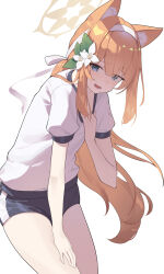  1girl absurdres animal_ears black_shorts blue_archive blue_eyes clothes_pull commentary feishi flower fox_ears grey_background gym_uniform hair_flower hair_ornament hairband halo hand_on_own_thigh hand_up highres leaning_forward long_hair looking_at_viewer mari_(blue_archive) mari_(track)_(blue_archive) official_alternate_costume open_mouth orange_hair puffy_short_sleeves puffy_sleeves shirt shirt_pull short_sleeves shorts simple_background solo white_hairband white_shirt yellow_halo 