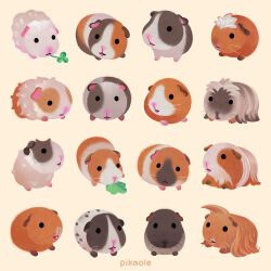 Rule 34 | animal, animal focus, artist name, black eyes, commentary, english commentary, guinea pig, no humans, original, pikaole, simple background, solid circle eyes, watermark