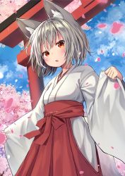 Rule 34 | 1girl, :o, animal ear fluff, animal ears, blush, breasts, cherry blossoms, cloud, day, hakama, hakama skirt, highres, inubashiri momiji, japanese clothes, long sleeves, looking at viewer, mamemochi, medium breasts, miko, open mouth, outdoors, petals, pinching sleeves, red eyes, red hakama, short hair, silver hair, skirt, sky, solo, tail, torii, touhou, tree, wide sleeves, wolf ears, wolf girl, wolf tail
