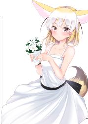 Rule 34 | 1girl, absurdres, alternate costume, animal ears, arms up, bare shoulders, black ribbon, blonde hair, blush, bouquet, breasts, brown eyes, collarbone, contrapposto, cowboy shot, dress, expressionless, fennec (kemono friends), flower, fox ears, fox tail, highres, holding, holding bouquet, kemono friends, kinou no shika, looking at viewer, multicolored hair, pinky out, ribbon, sash, short hair, simple background, sleeveless, sleeveless dress, small breasts, solo, standing, sundress, tail, two-tone hair, white background, white dress, white hair