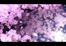 Rule 34 | cherry blossoms, falling leaves, highres, leaf, letterboxed, monsieur takezaki, no humans, scenery, tagme