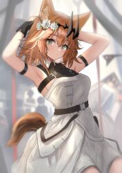 Rule 34 | 1girl, animal ear fluff, animal ears, arknights, arm strap, armpits, arms up, bare arms, bare shoulders, belt, black belt, breasts, brown hair, commentary request, dress, flower, grey eyes, hair flower, hair ornament, highres, looking at viewer, medium breasts, rose, short hair, solo, sora mame (princess 0sora), tail, vendela (arknights), white dress, white flower, white rose