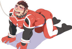 Rule 34 | 1boy, akashi (live a hero), all fours, animal collar, ass, bara, bodysuit, collar, facial hair, goatee, gradient hair, highres, live a hero, long sideburns, male focus, mature male, multicolored hair, muscular, muscular male, pectorals, pet, pet play, red bodysuit, red eyes, red hair, ruizu (takakisan503), saliva, short hair, sideburns, skin tight, solo, thick eyebrows, thighs, tongue, tongue out