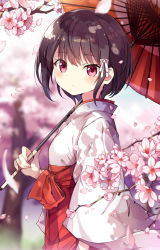 Rule 34 | 1girl, blurry, blurry background, branch, brown hair, cherry blossoms, commentary request, depth of field, flower, hair ribbon, hakama, hakama skirt, highres, holding, holding umbrella, japanese clothes, kimono, long sleeves, miko, myuton, oil-paper umbrella, original, petals, pink flower, red eyes, red hakama, red umbrella, ribbon, short hair, skirt, solo, tree, umbrella, white kimono, white ribbon, wide sleeves
