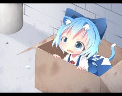 Rule 34 | 1girl, akisha, animal ears, bad id, bad pixiv id, blue dress, blue eyes, blue hair, bow, box, cardboard box, cat ears, cat tail, chibi, cirno, dress, for adoption, hair bow, ice, ice wings, in box, in container, kemonomimi mode, letterboxed, matching hair/eyes, open mouth, solo, tail, tears, touhou, wavy mouth, wings
