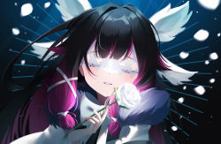 Rule 34 | 1girl, absurdres, aoitsuki, black hair, closed eyes, coat, columbina (genshin impact), commentary request, eye mask, facing viewer, flower, fur coat, genshin impact, gradient hair, hair ornament, head wings, highres, holding, holding flower, long hair, multicolored hair, parted lips, purple hair, rose, smile, solo, two-tone hair, upper body, white flower, white rose, wings, x hair ornament