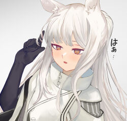 Rule 34 | 1girl, :o, animal ear fluff, animal ears, ao oni (onioni-aoi), arknights, arm up, black gloves, bright pupils, brown eyes, commentary request, elbow gloves, expressionless, eyebrows hidden by hair, gloves, grey background, twirling hair, high collar, highres, horse ears, horse girl, light blush, long hair, looking ahead, open mouth, platinum (arknights), portrait, solo, tabard, white hair, white pupils, white tabard