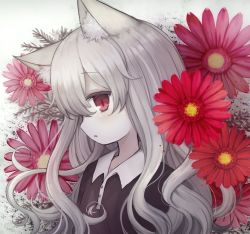 Rule 34 | 1girl, animal ear fluff, animal ears, bad id, bad pixiv id, black shirt, blush, collared shirt, commentary request, flower, grey background, grey hair, hair between eyes, long hair, meta-kusuri, original, parted lips, profile, red eyes, red flower, shirt, solo, upper body