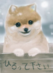 Rule 34 | animal focus, box, dog, in box, in container, no humans, noisen, smile, snow, snowing, welsh corgi