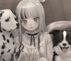 Rule 34 | 1girl, black ribbon, blunt bangs, border collie, commentary, cropped, dalmatian, dog, dress, expressionless, frilled shirt collar, frills, grey eyes, highres, indoors, long hair, looking at viewer, multicolored hair, namuta, neck ribbon, original, pale skin, pointy ears, ribbon, solo, streaked hair, upper body, white dress, white hair, white theme