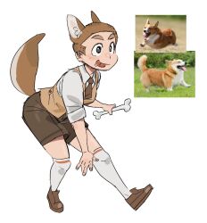 Rule 34 | 1girl, animal, animal ears, ankle socks, black eyes, bone, brown footwear, brown hair, brown necktie, brown shorts, brown theme, brown vest, closed mouth, collared shirt, commentary request, creature and personification, dog ears, dog girl, dog tail, full body, highres, holding, holding bone, kimsuseu, korean commentary, looking at viewer, necktie, original, personification, photo inset, reference inset, shirt, shoes, short hair, shorts, simple background, socks, solo, tail, thick eyebrows, tongue, tongue out, very short hair, vest, welsh corgi, white background, white shirt