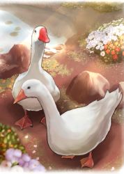 Rule 34 | bird, commentary request, day, flower, from side, goose, grass, ich., lake, looking at viewer, nature, no humans, outdoors, red flower, standing, stone, sunlight, untitled goose game, water, white flower