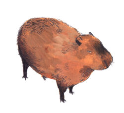 Rule 34 | animal, animal focus, capybara, full body, looking at viewer, no humans, original, realistic, simple background, solo, standing, weiwei (peevishpants), white background