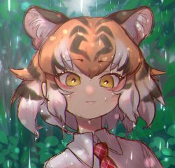 Rule 34 | 1girl, :3, animal ear fluff, animal ears, black hair, chromatic aberration, commentary, extra ears, highres, kemono friends, light smile, looking at viewer, multicolored hair, necktie, notora, open mouth, orange hair, plaid necktie, plaid neckwear, portrait, rain, red necktie, shirt, short hair, solo, tiger (kemono friends), tiger ears, water drop, white hair, white shirt, wing collar, yellow eyes