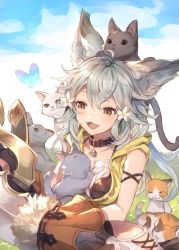 Rule 34 | 1girl, ahoge, animal ears, brown eyes, bug, butterfly, cat, claw (weapon), collar, erune, fangs, flower, granblue fantasy, grey hair, hair flower, hair ornament, insect, sen (granblue fantasy), solo, too many, too many cats, weapon