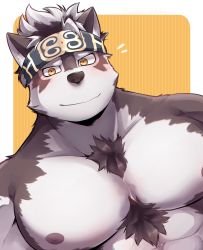 Rule 34 | 1boy, animal ears, bara, blush, furry, furry male, grey hair, headband, highres, horkeu kamui, large pectorals, looking at viewer, male focus, multicolored hair, muscular, nipples, pectoral focus, pectorals, simple background, smile, solo, tokyo houkago summoners, udon oneday, upper body