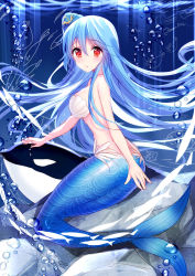 Rule 34 | 1girl, bison cangshu, blue hair, blush, bracelet, breasts, fish, full body, highres, jewelry, long hair, looking at viewer, md5 mismatch, mermaid, monster girl, nude, orca, pasties, quincy (warship girls r), red eyes, side ponytail, solo, tail, underwater, warship girls r