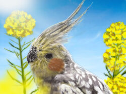 Rule 34 | animal focus, beak, bird, black eyes, blue sky, cloud, cockatiel, day, feathers, flower, grey feathers, highres, no humans, original, parrot, rapeseed blossoms, shiropooo, sky, sunlight, upper body, yellow feathers, yellow flower