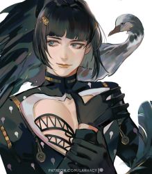 Rule 34 | 1boy, bird, black gloves, black hair, black jacket, blue eyes, blunt bangs, bowl cut, bruno bucciarati, cleavage cutout, clothing cutout, collared jacket, commentary, gloves, hands up, jacket, jojo no kimyou na bouken, lanhacy, leather, leather jacket, long sleeves, looking to the side, male focus, patreon username, pectoral cleavage, pectorals, short hair, sideways glance, solo, symbol-only commentary, upper body, vento aureo, white background, yellow lips