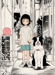 Rule 34 | 1girl, alley, animal, black hair, building, chappy (takopii no genzai), collar, creature, dog, full body, grey eyes, highres, kuze shizuka, leash, looking at viewer, o3o, octopus, outdoors, partially colored, shirt, shoes, short hair, shorts, smile, sneakers, standing, sugata hikaru, t-shirt, takopii, takopii no genzai, white shirt