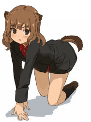Rule 34 | 1girl, all fours, animal ears, bad id, bad pixiv id, blush, brown eyes, brown hair, fernandia malvezzi, looking at viewer, open mouth, shibasaki shouji, short hair, simple background, solo, strike witches, strike witches: kurenai no majo-tachi, tail, uniform, world witches series