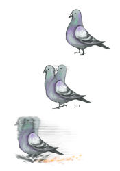 Rule 34 | animal, bird, fire, motion blur, no humans, noja, pigeon, running, simple background, white background