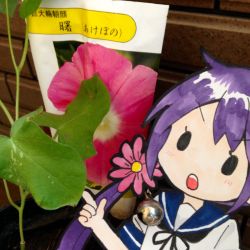 Rule 34 | &gt;:o, 10s, 1girl, :o, akebono (kancolle), bell, commentary request, flower, hair bell, hair flower, hair ornament, highres, jingle bell, kantai collection, name connection, object namesake, open mouth, photo (medium), pointing, purple hair, saiguchi otoufu, school uniform, serafuku, short sleeves, side ponytail, solid oval eyes, solo, translation request, v-shaped eyebrows