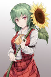 Rule 34 | 1girl, ascot, asutora, breasts, commentary request, cowboy shot, flower, gradient background, green hair, grey background, hair between eyes, highres, holding, holding flower, kazami yuuka, long sleeves, looking at viewer, medium breasts, parted lips, plaid, plaid skirt, plaid vest, red eyes, red skirt, red vest, shirt, short hair, skirt, smile, solo, standing, sunflower, touhou, vest, white shirt, yellow ascot